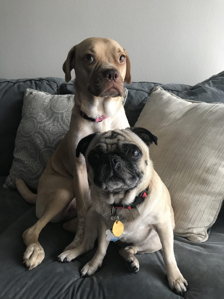 Two dogs sitting next to each other on a couch