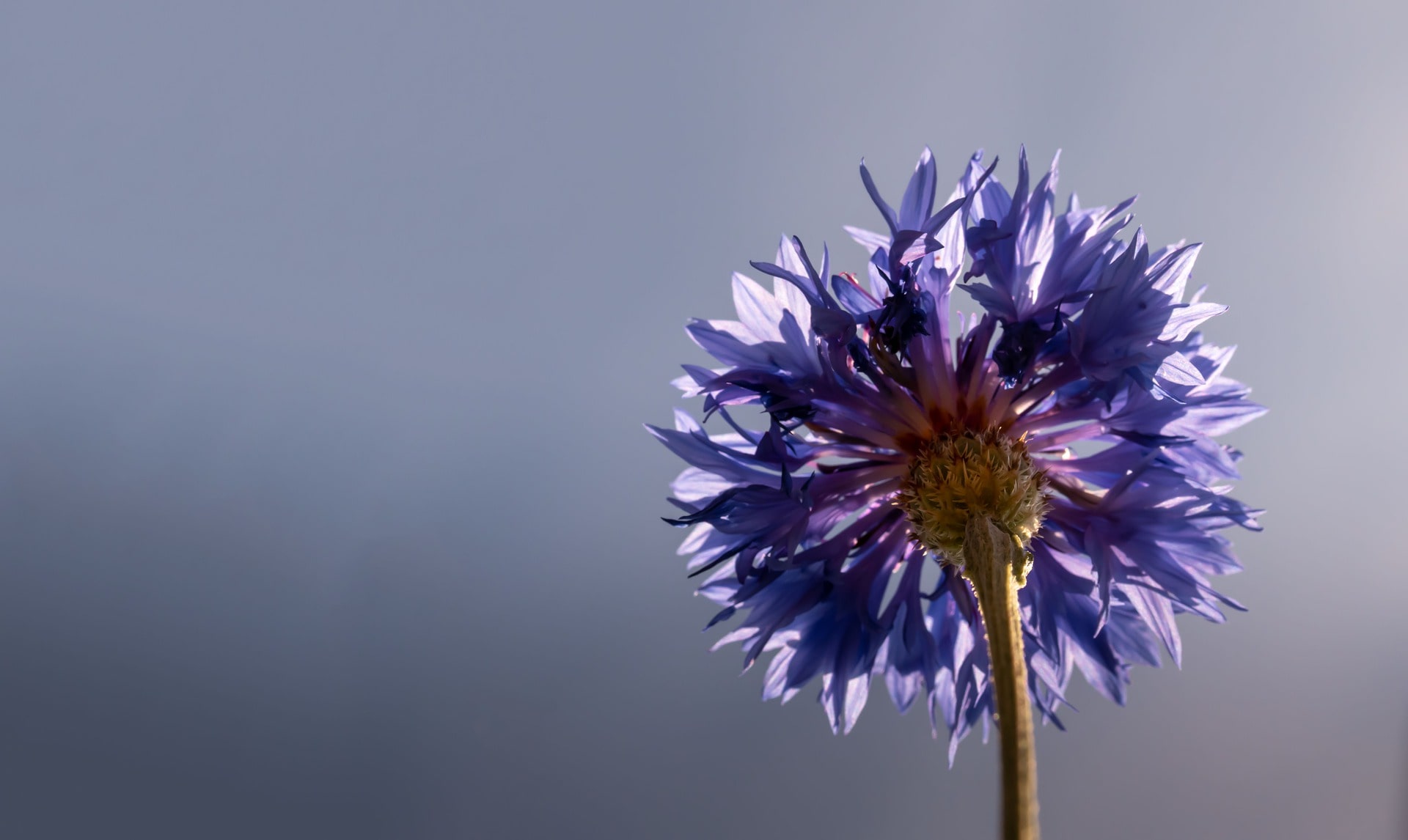 A single purple aster flower, Micah's birth flower