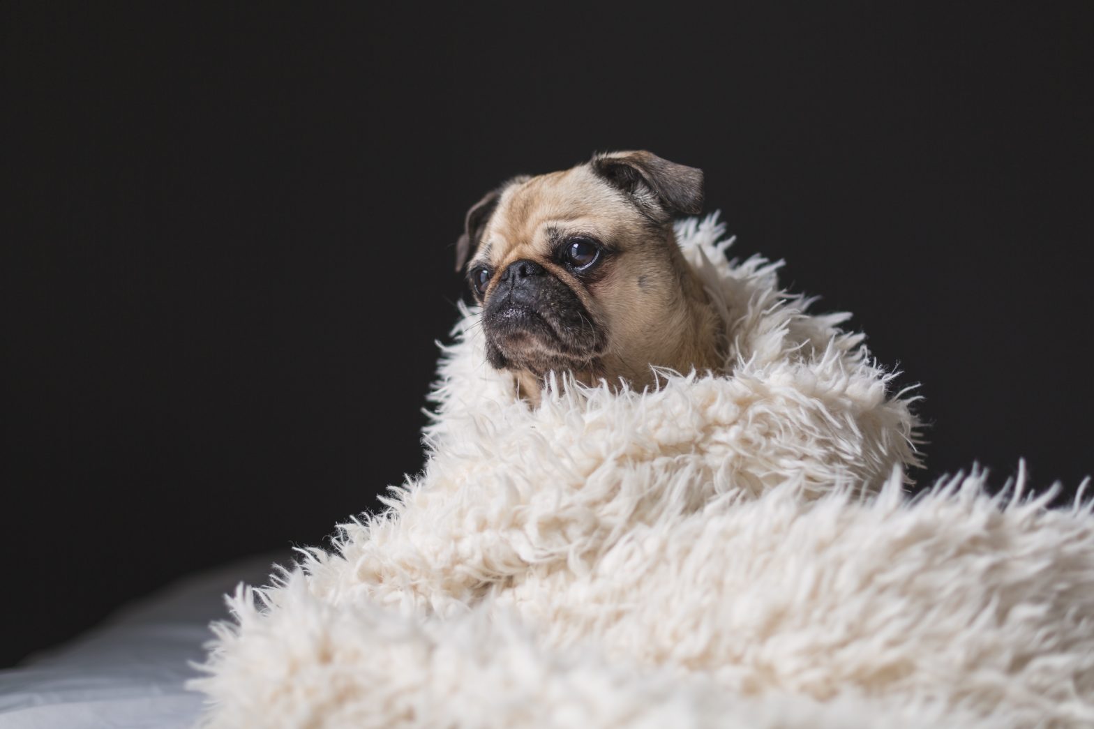 Majestic pug dog wrapped in a fluffy blanket